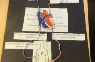 Y6 diagram of the circulatory system