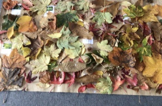 Guided Cathedral Walk & 3D Earth Exhibition